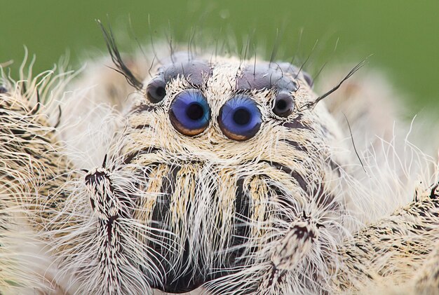 Jumping Spider