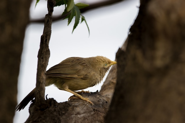 Jungle Babbler Bird sul ramo