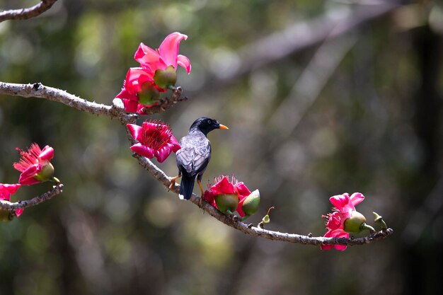 Jungle myna appollaiato su un ramo di albero con fiori.