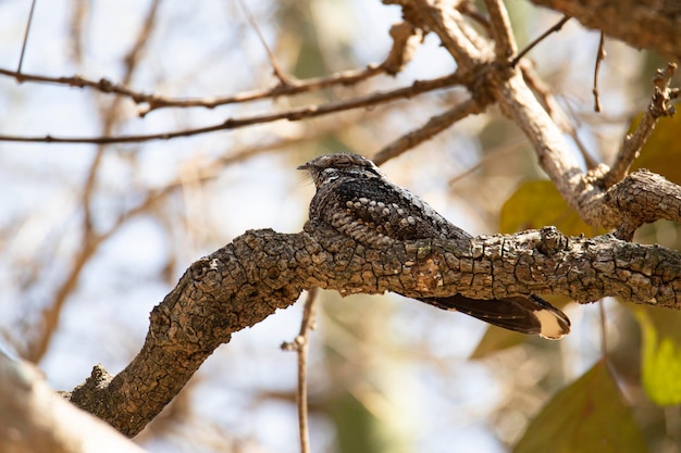 Jungle Nightjar appollaiato su un albero durante il giorno sorpreso a dormire