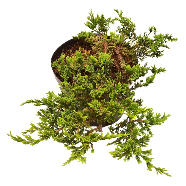 Juniperus horizontalis Tappeto d'oro in una pentola isolata su sfondo bianco Conifere Vista dall'alto piatto