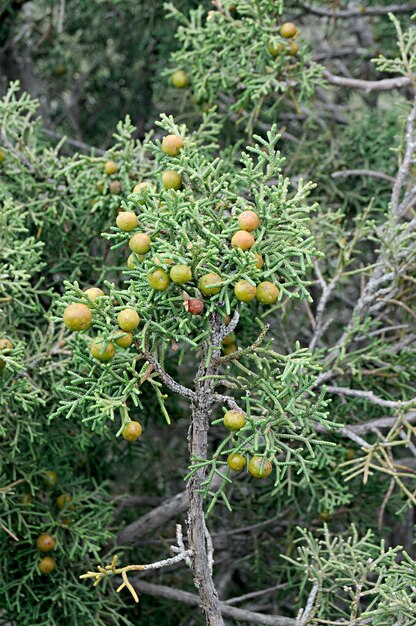Juniperus phoenicea è una specie di conifera che vive nella regione mediterranea