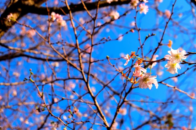 Juugatsu sakura al parco di Ueno