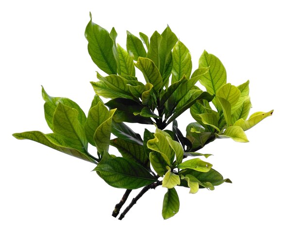 Kacapiring o Gardenia augusta o foglie di gelsomino del capo isolate su sfondo bianco