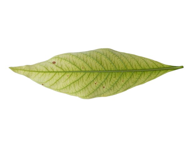 Kacapiring o Gardenia augusta o foglie di gelsomino del capo isolate su sfondo bianco