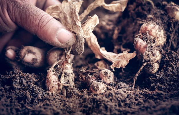 Kaempferia galanga noto come zenzero aromatico nel terreno