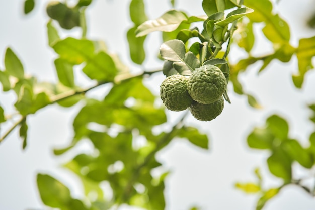 Kaffir lime frutta sull'albero