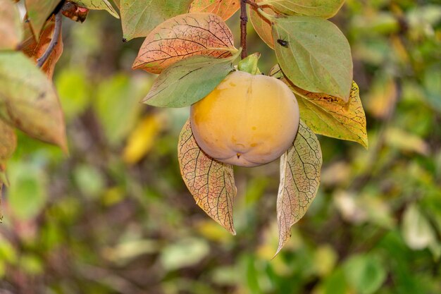 Kaki frutti appesi all'albero