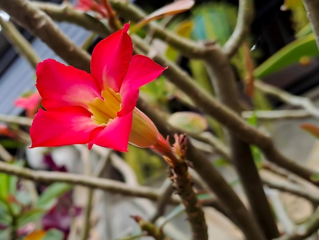 Kalachuchi noto anche come nome scientifico Plumeria rubra Ha il nome comune Frangipani o fiore del tempio