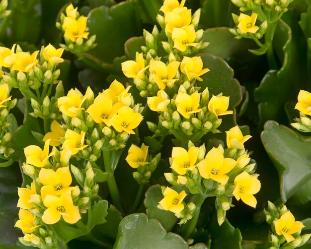 Kalanchoe giallo