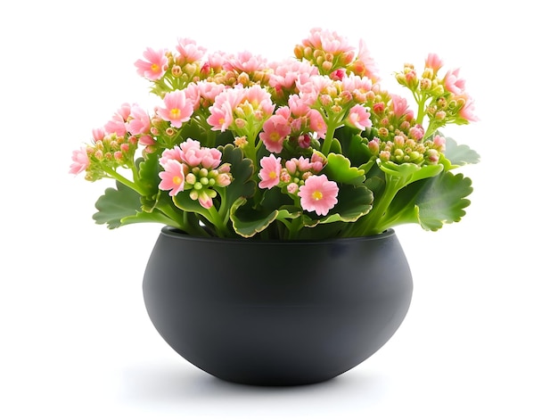 Kalanchoe in vaso rotondo dal design moderno isolato su uno sfondo bianco Pianta con fiori rosa chiaro