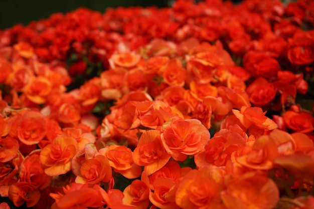 Kalanchoe rosso