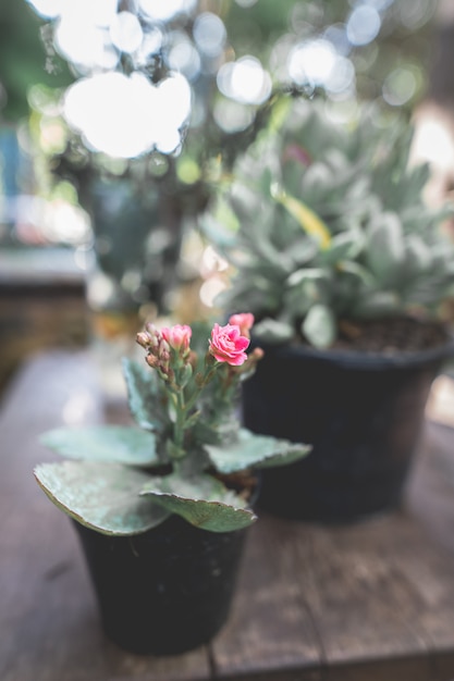 Kalanchoe su un tavolo di legno