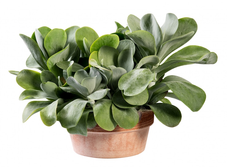 Foto kalanchoe thyrsiflora pianta in vaso di terracotta