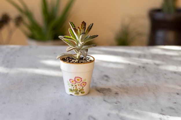 Kalanchoe Tomentosa succulenta in un bellissimo vaso di ceramica con sfondo sfocato