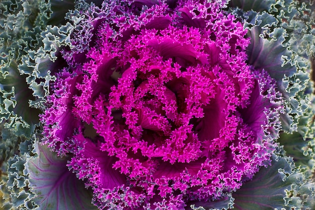 Kale ornamentale (Brassica oleracea var. Acephala)