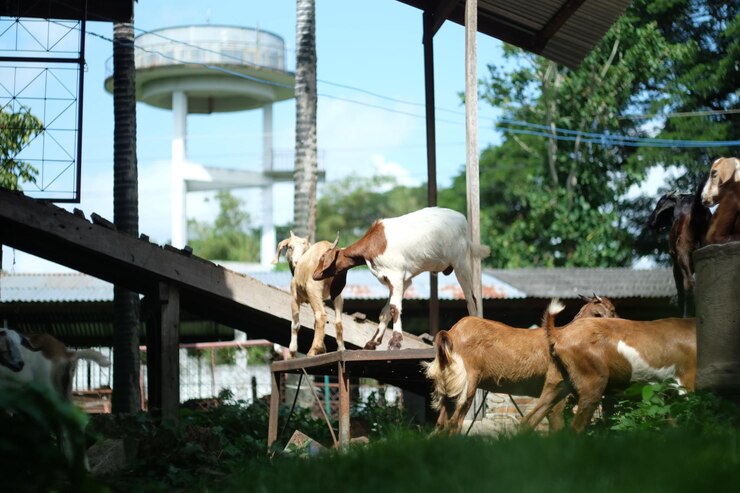 Photo kambing di peternakan