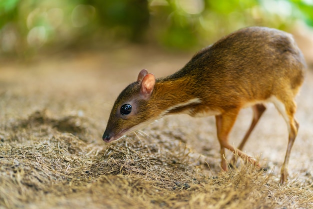 Kanchil è un fantastico cucciolo di cervo dei tropici. Il topo cervo è uno degli animali più insoliti. Topo con gli zoccoli.