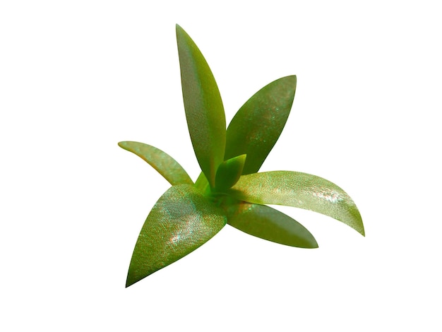 kanna o Mesembryanthemum tortuosum è tradizionalmente usato per combattere lo stress e la depressione