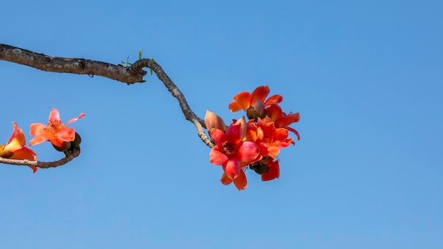 Kapok di fioritura di stagione del kapok della molla di Taiwan