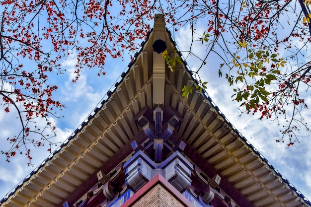 Kapok è il fiore della città di Guangzhou Kapok fiorisce in primavera