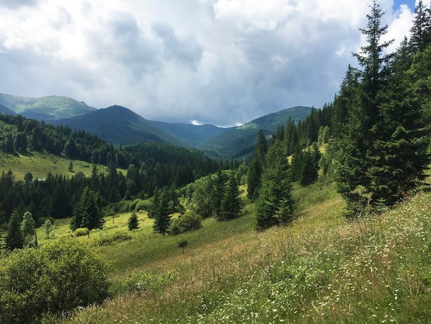 Karpaty è un luogo pittoresco sulle montagne dell'Ucraina