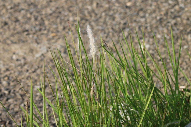 Kash phool o erba Kans nel campo.