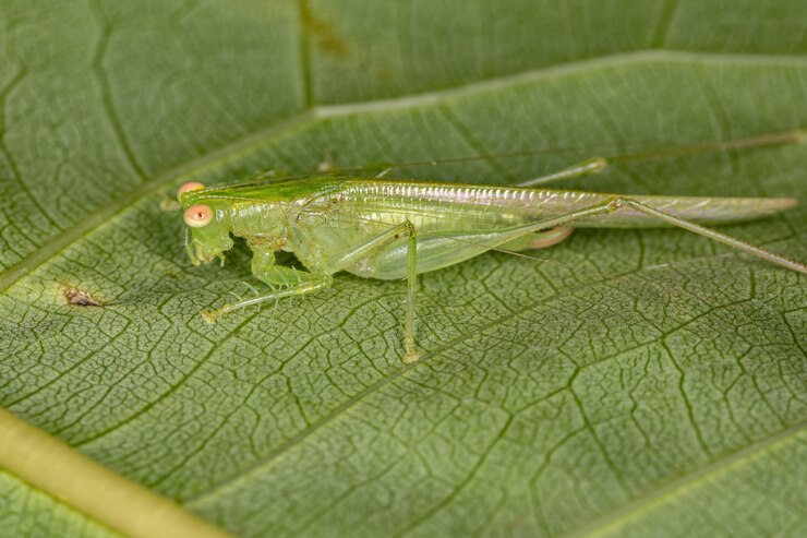 Foto katydid adulto della sottofamiglia meconematinae