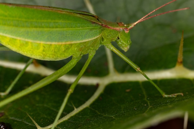 Katydids foglia adulto del genere Hyperophora