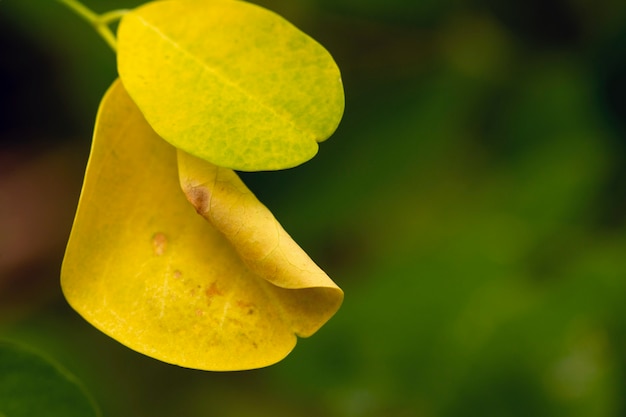 Kelor o albero della bacchetta, Moringa oleifera, foglie gialle a fuoco poco profondo