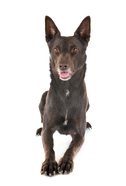 Kelpie australiano in studio