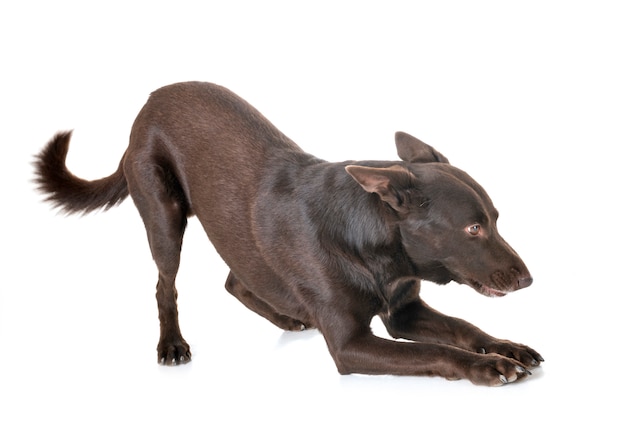 Kelpie australiano in studio