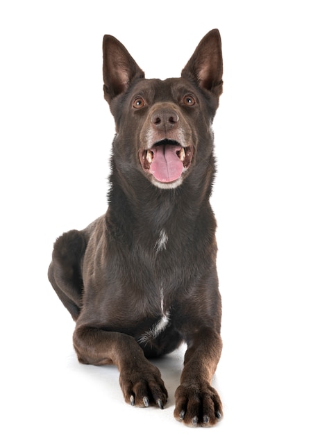 Kelpie australiano in studio