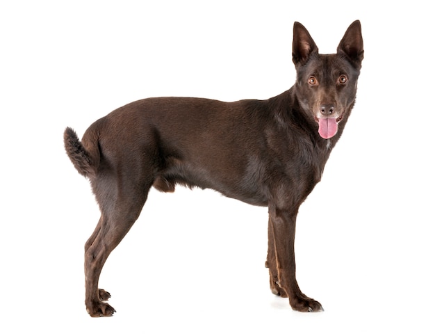 Kelpie australiano in studio