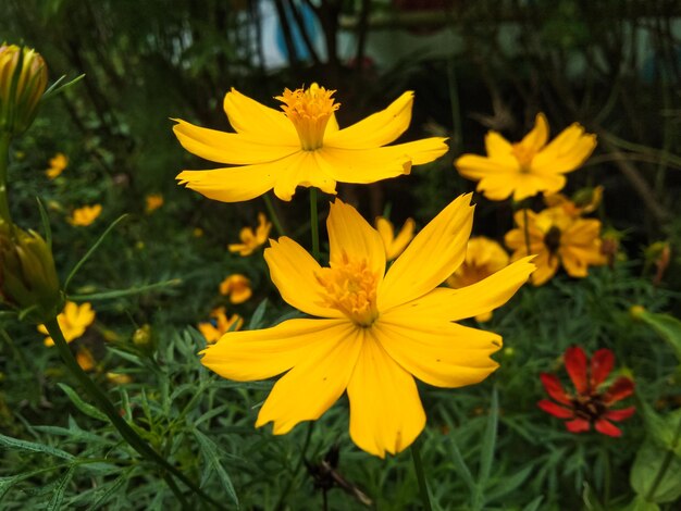 Kenikir zolfo Cosmos sulphureus