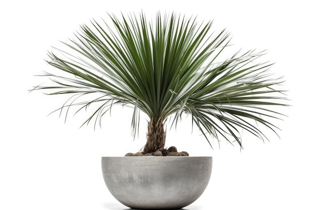 Kentia Palm Tree grigio in vaso Houseplant isolato su sfondo bianco