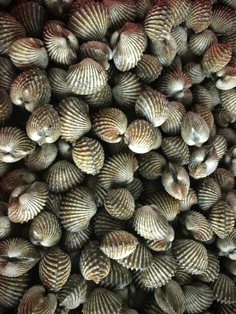 Kerang dara a guscio fresco