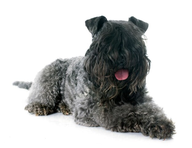 kerry blue terrier