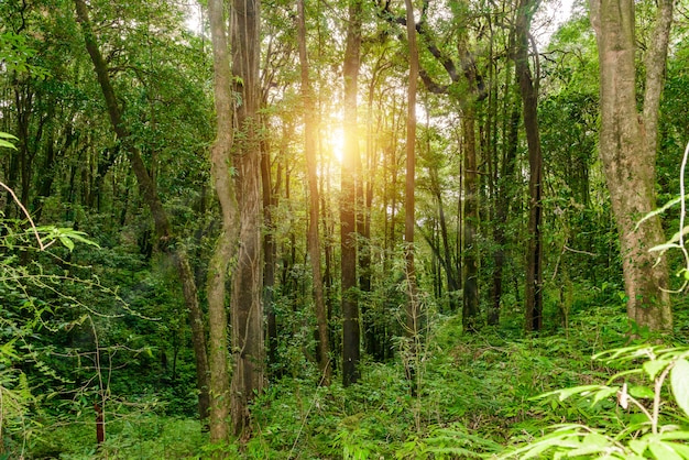 Kew Mae Pan Nature Trail Sentiero che conduce attraverso la giungla