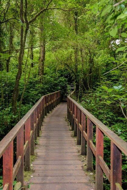 Kew Mae Pan Nature Trail Sentiero che conduce attraverso la giungla