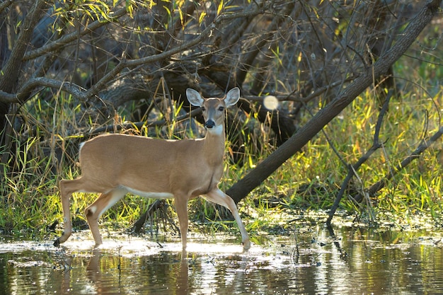 Key Deer in habitat naturale nel parco statale della Florida