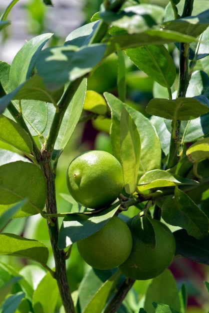 Key lime tree, o limao galego in portoghese