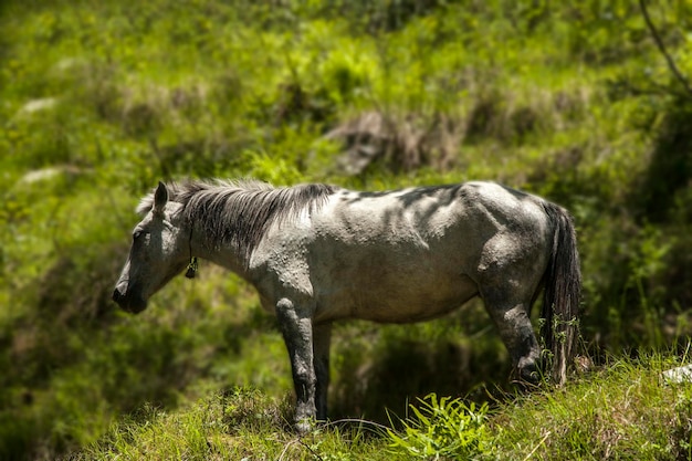 khachar cavallo himalayano