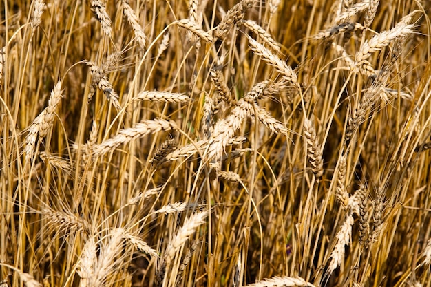 Kharkiv Ucraina Campo di segale Spighette di grano maturo Cover crop e un raccolto di foraggio Sfondo del cielo blu Concetto agricolo Gramineae