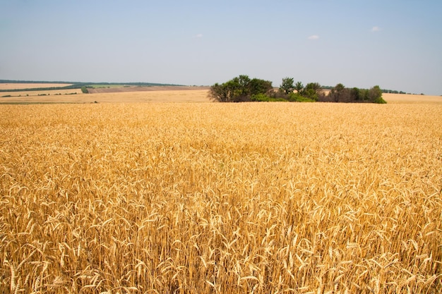 Kharkiv Ucraina Il grano dorato matura in un campo agricolo dove vengono raccolti i cereali Chicchi di grano dorato