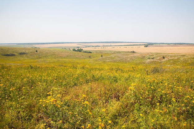 Kharkiv Ucraina Il grano dorato matura in un campo agricolo dove vengono raccolti i cereali Chicchi di grano dorato