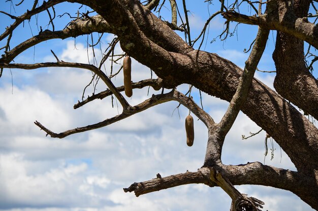 Kigelia africana contro il cielo