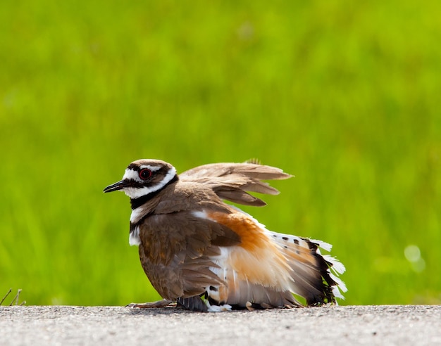 Killdeer bird scongiurare il pericolo