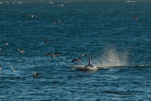 Killer whale caccia leoni marini, Penisola Valdes, Patagonia, Argentina.