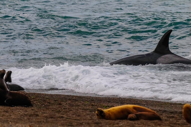 Killer whale caccia leoni mariniPenisola Valdes Patagonia Argentina